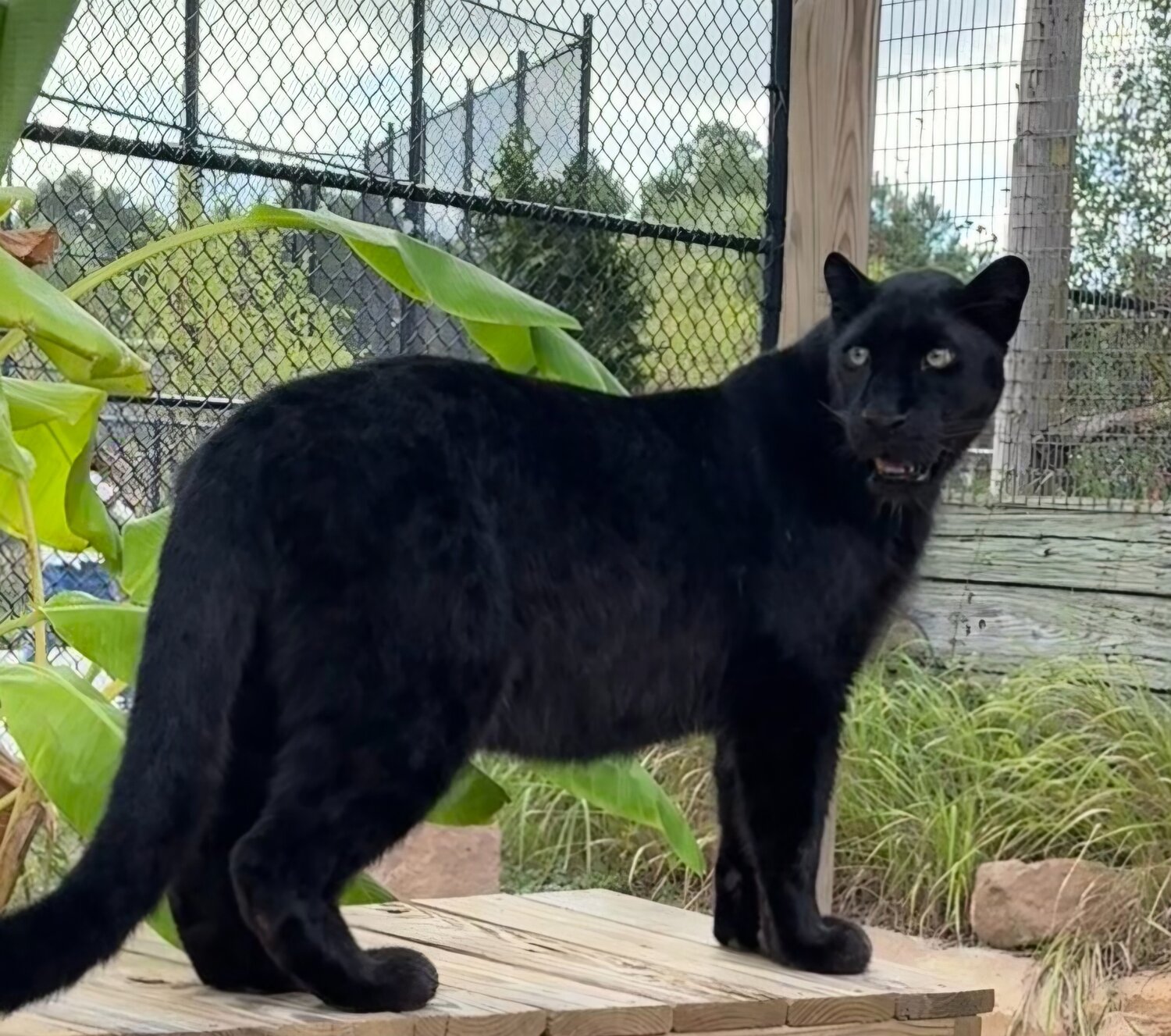 Alabama Gulf Coast Zoo welcomes new melanistic Amur leopard